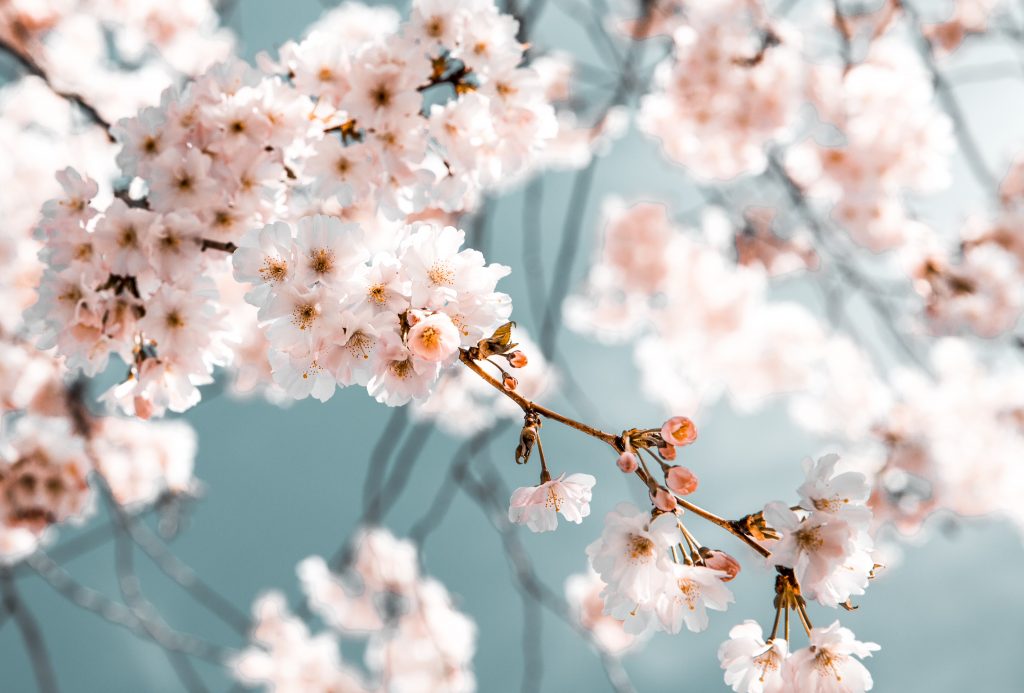 Spring Season